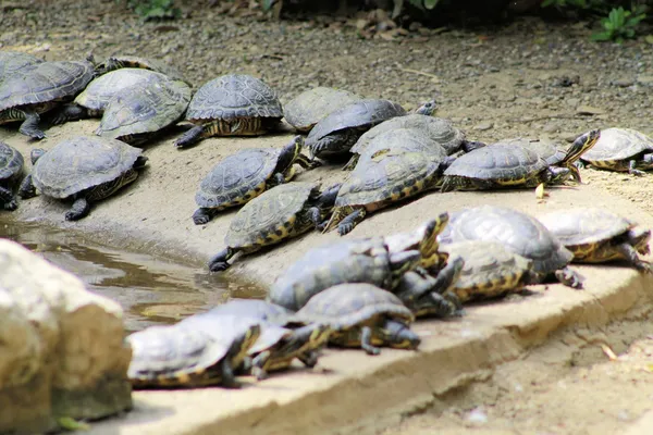 Schildpadden — Stockfoto