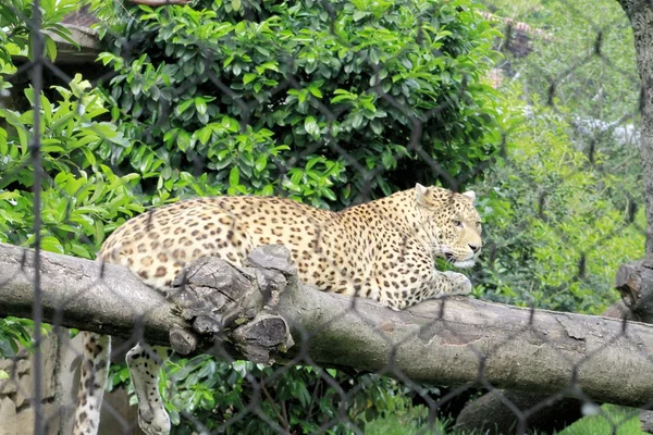 Leopardo — Fotografia de Stock