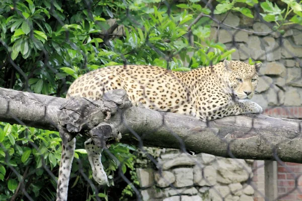 Leopárd — Stock Fotó