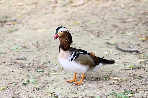 Pato. — Fotografia de Stock