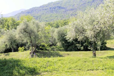 Olive grove