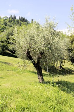 Olive grove