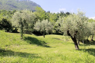 Olive grove