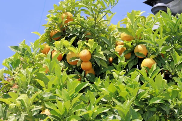 Laranja — Fotografia de Stock