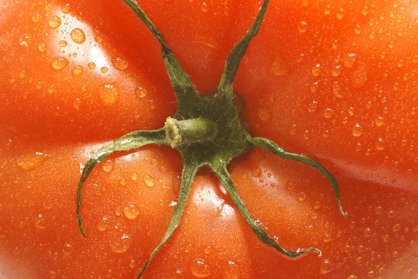 Tomate de bife fresco e gordo — Fotografia de Stock