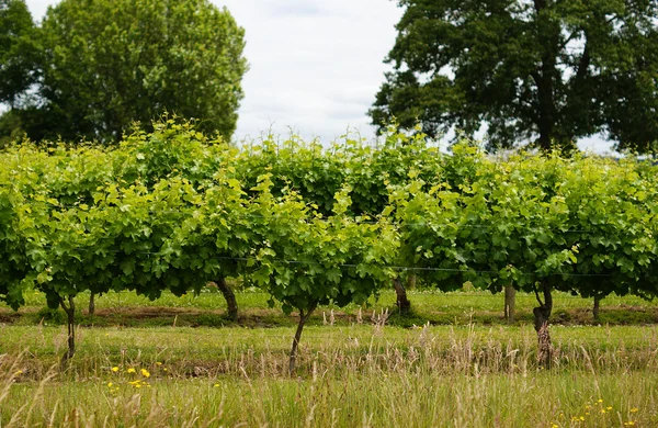 Vingård — Stockfoto