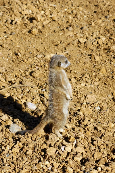 Baby Meerkat — Stock Photo, Image