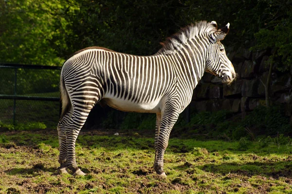 La cebra de Grevy — Foto de Stock