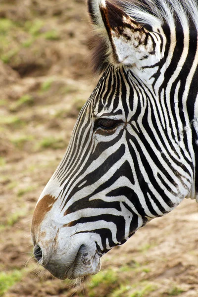 Grévy zebra — Stockfoto