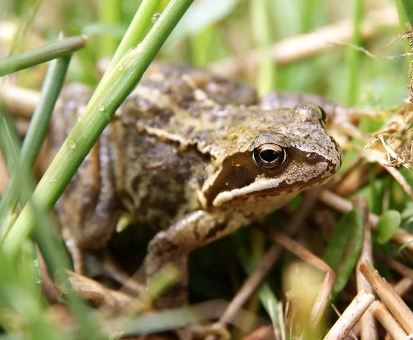 Common European Frog — Stock Photo, Image