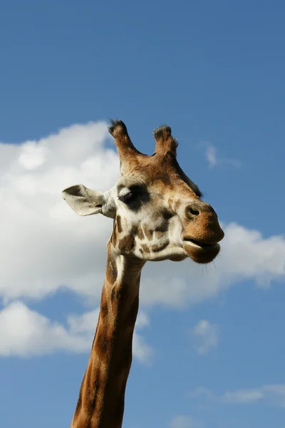 Giraffe — Stock Photo, Image