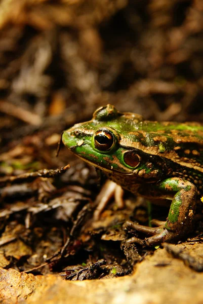 Rana campanilla del sur — Foto de Stock