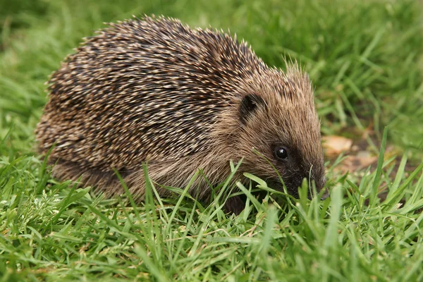 Young Hedgehog — Stock Photo, Image