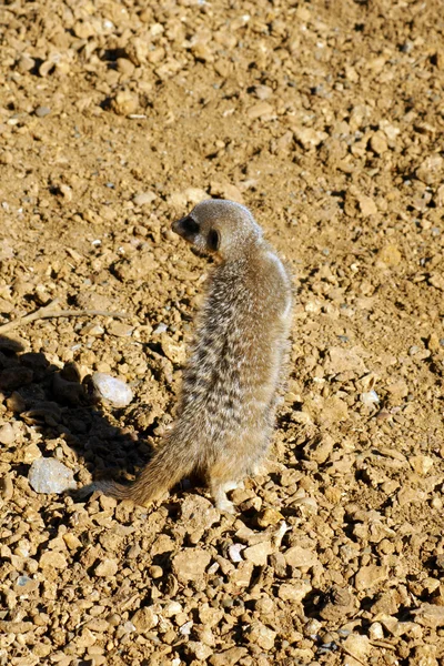 Baby Meerkat — Stock Photo, Image