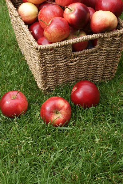 Malus domestica Discovery — Stock Photo, Image