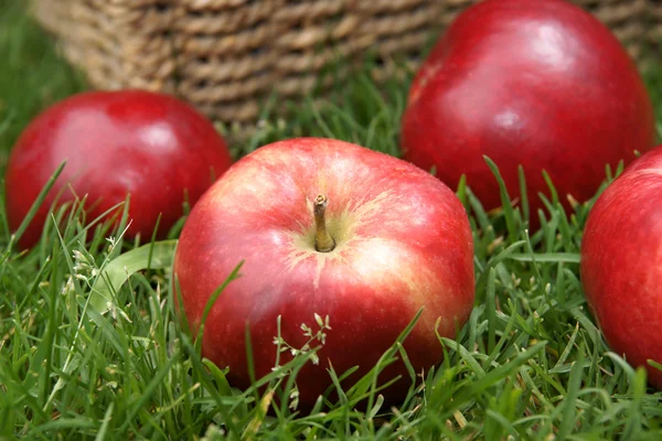 Äpple skörd — Stockfoto