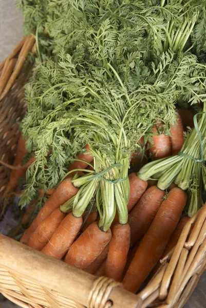 Свежесобранная морковь с их верхушками — стоковое фото
