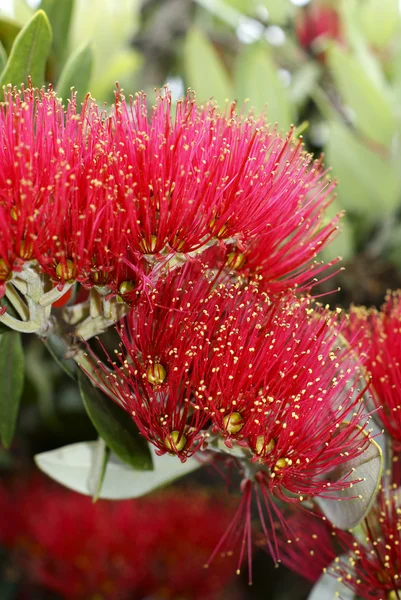 Flores del Árbol de Pohutukawa (Metrosideros excelsa ) —  Fotos de Stock