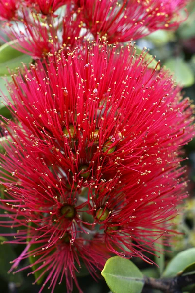 Цветы дерева Похутукава (Metrosideros excelsa ) — стоковое фото