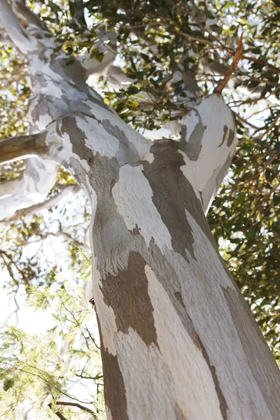 Eucalyptusboom — Stockfoto