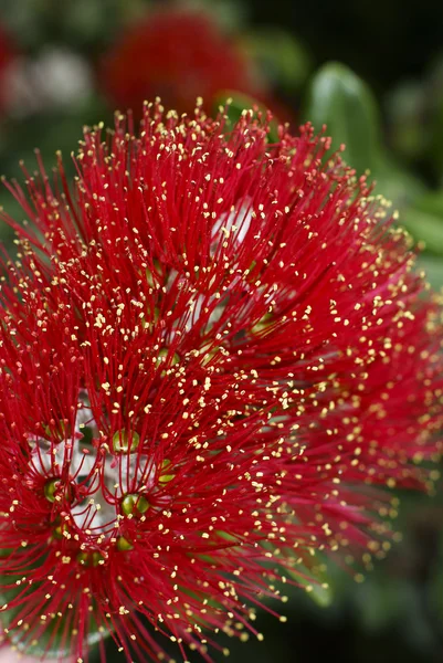 Květiny ze stromu Pohutukawa (Metrosideros excelsa) — Stock fotografie