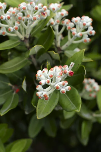 Buds of the Pohutukawa (Metrosideros excelsa) — Stock Photo, Image