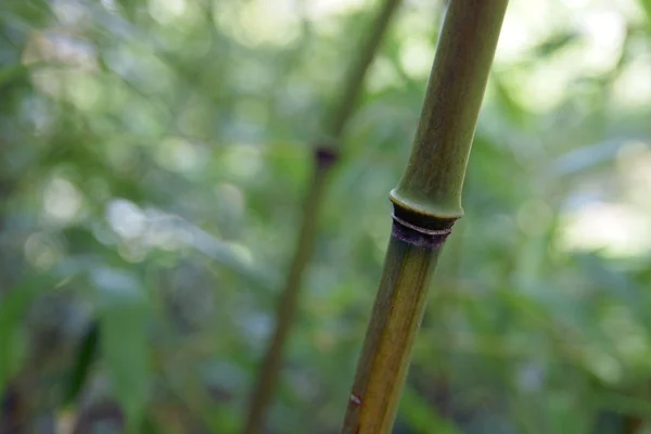 Bamboo plant — Stock Photo, Image