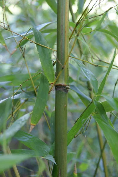 Bamboo plant — Stock Photo, Image