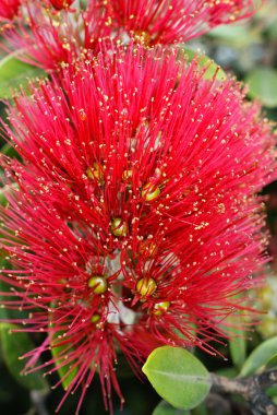 Flowers of the Pohutukawa (Metrosideros excelsa) clipart
