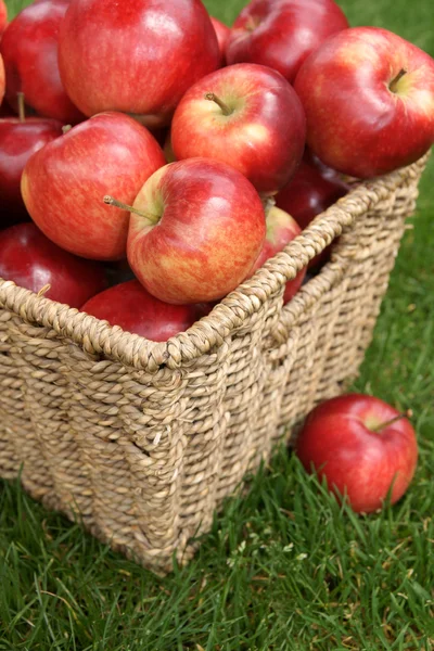 Apple harvest — Stock Photo, Image