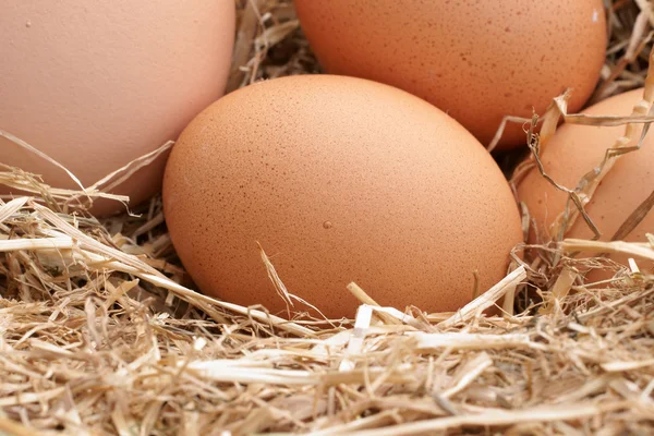 Fresh farm eggs — Stock Photo, Image