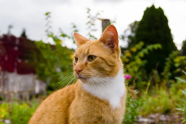 Trevligt Porträtt Ingefära Eller Apelsin Marmelad Tabby Katt Njuter Lite — Stockfoto