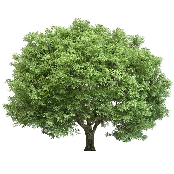 Oak isolated — Stock Photo, Image