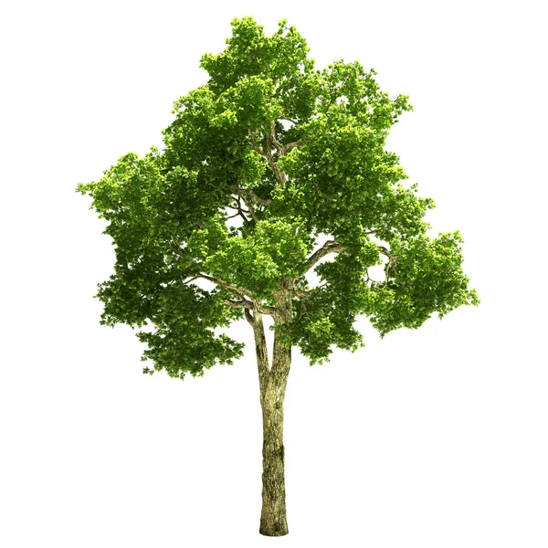 Tall canadian Maple Tree Isolated — Stock Photo, Image