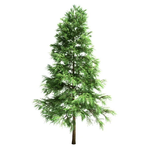 Scotch Fir Tree Isolated — Stock Photo, Image