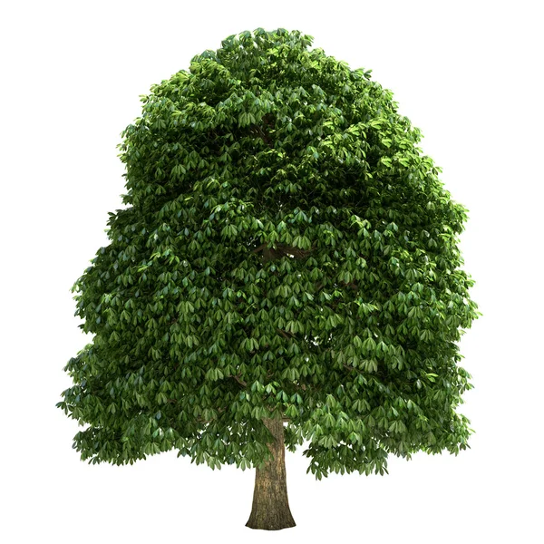 Chestnut Tree Isolated — Stock Photo, Image