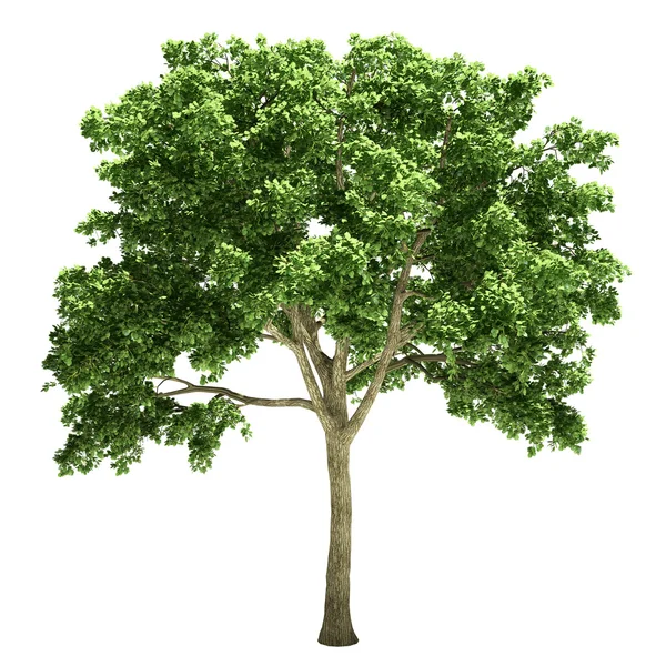 Elm Tree Isolated — Stock Photo, Image