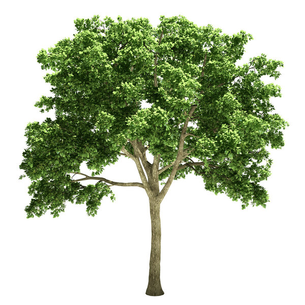 Elm Tree Isolated