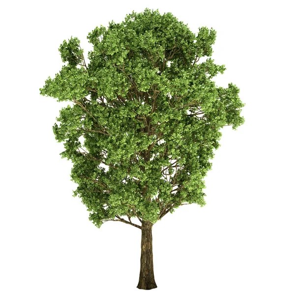 Oak Tree Isolated — Stock Photo, Image