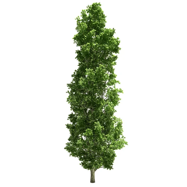 Poplar tree geïsoleerd — Stockfoto