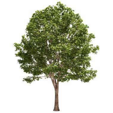 izole basswood ağaç