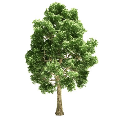 Poplar Tree Isolated clipart