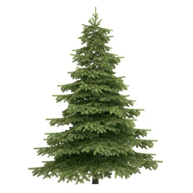 Spruce Tree Isolated clipart
