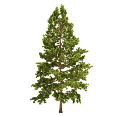 Tall Pine Tree Isolated