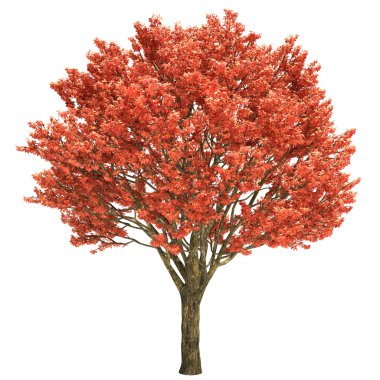acer ağaç izole