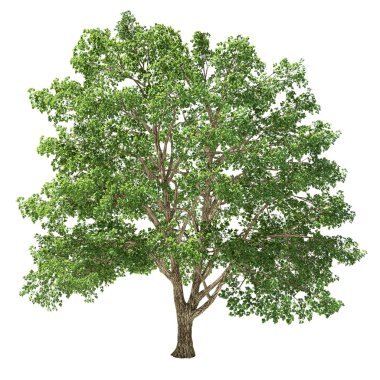 büyük basswood ağaç izole