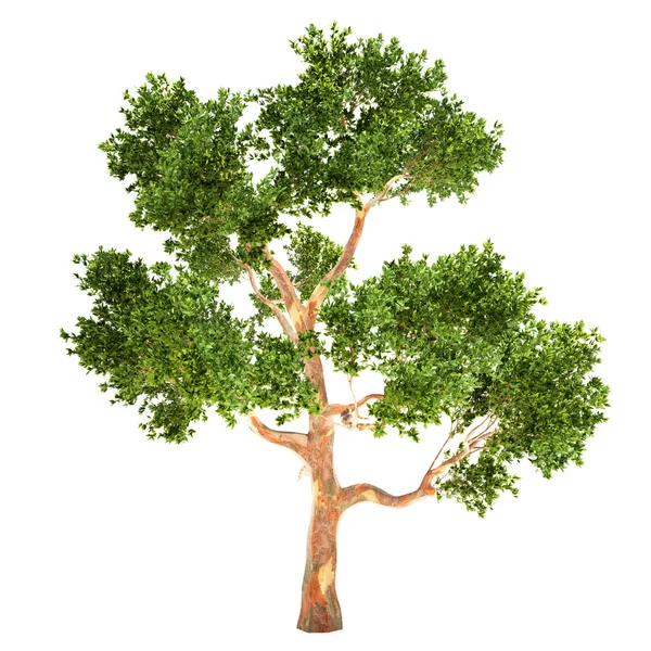 Árbol de eucalipto alto aislado — Foto de Stock