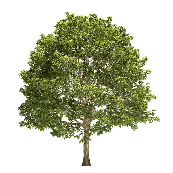 Hornbeam Tree Isolated — Stock Photo, Image