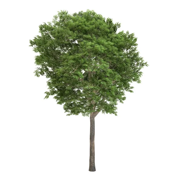 Árvore de cinza isolada — Fotografia de Stock
