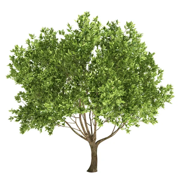 zeytin ağacı izole